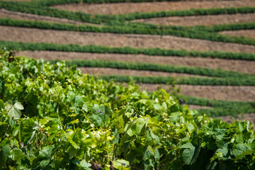 Grape vines growing on the banks of the Dourro river in the Douro Valley of Portugal