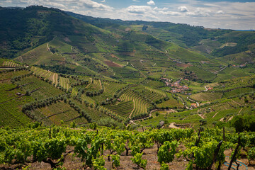 Grape vines growing on the banks of the Dourro river in the Douro Valley of Portugal