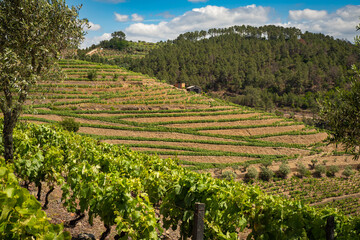 Fototapeta na wymiar Grape vines growing on the banks of the Dourro river in the Douro Valley of Portugal