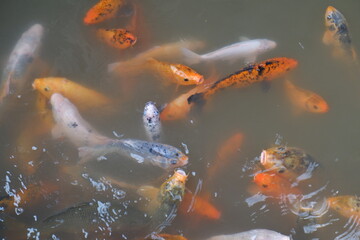 Koi fish or Fancy carp fish swimming in the pond
