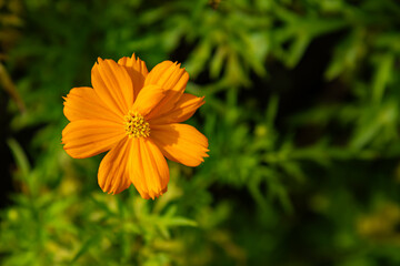 Sulfur Cosmos Flower in the Philippines.