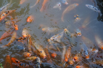 Koi fish or Fancy carp fish swimming in the pond