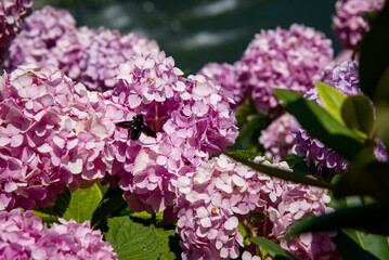 flying bug in garden with pink and white lilac flowers hydrangea
