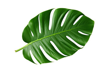 monstera leaf isolated