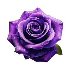 Gordijnen purple rose isolated © Tony A