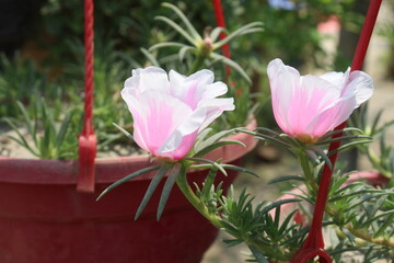 Moss-rose purslane flower on hanging pot