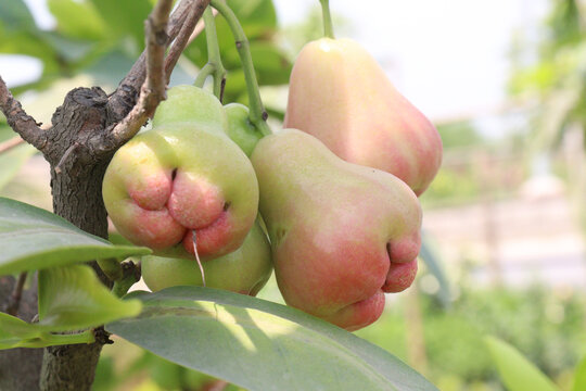 Watery rose apple on tree for harvest