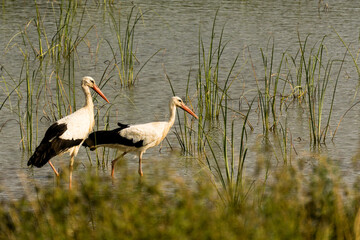 A couple of storks at the lake shore