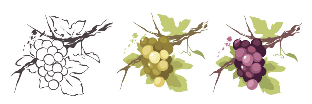 Grapevine - vector illustration. Set of design elements with a branch vine with leaves and berries. Freehand drawing in watercolor style.