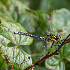 Souther hawker (blue form) dragonfly (Aeshna cyanea) perched on a twig 