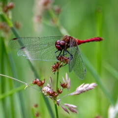 Ruddy Darter (Sympetrum sanguineum) dragonfly with green background