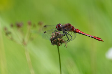 Ruddy Darter (Sympetrum sanguineum) dragonfly with green background