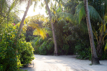 Maldives, palm trees and beautiful nature - 628013820