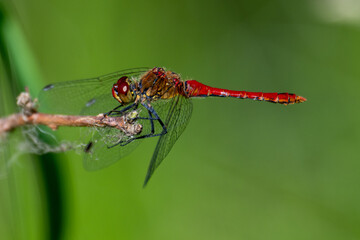 Ruddy Darter (Sympetrum sanguineum) dragonfly with green background