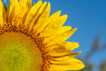 sunflower plant details in spain