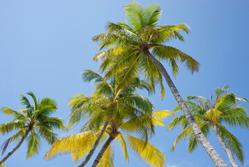 Maldives, palm trees and beautiful nature - 628014478