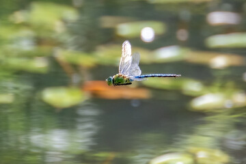 Emperor Dragonfly (Anax imperator) in flight