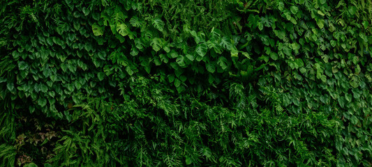 Group background of dark green tropical leaves ( monstera, palm, coconut leaf, fern, palm...
