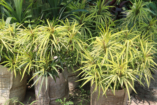 Miagos leaf tree plant on farm