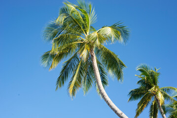 Maldives, palm trees and beautiful nature - 628018292