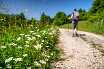 Girl hiker on walking on hiking path with beautiful summer nature around