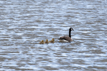 Family of Canada geese on a lake in spring