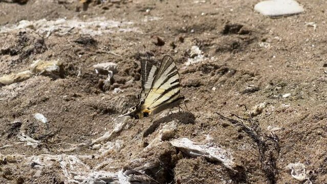 Tiger swallowtail butterfly drinking water and minerals from wet sand