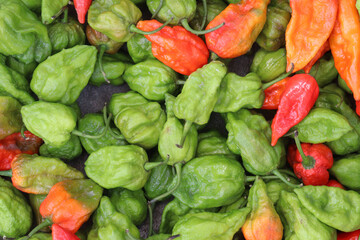 Habanero on shop for sell