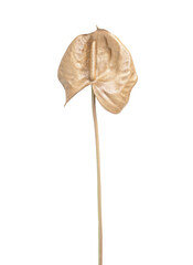 Golden colored leaf. Isolated on a transparent background. 