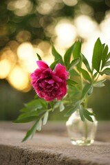 Pink peony flower in a vase in summer garden