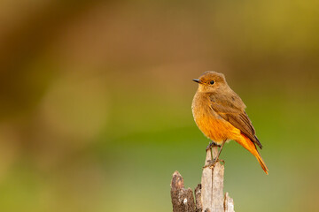Black redstart or Phoenicurus ochruros beautiful bird portrait with natural green background at keoladeo national park or bharatpur bird sanctuary rajasthan india