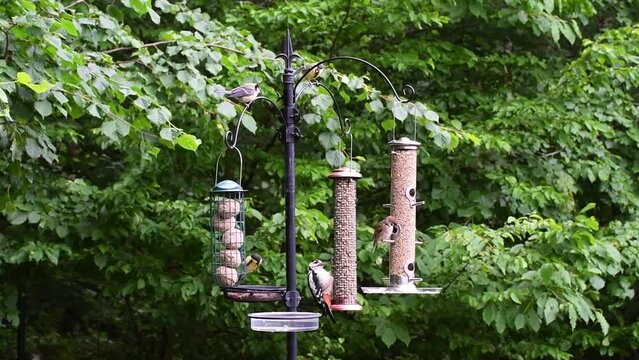 Photo of birds eating seeds from a bird feeder