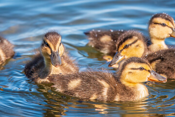 Cute little duckling swimming alone in a lake or river with calm water
