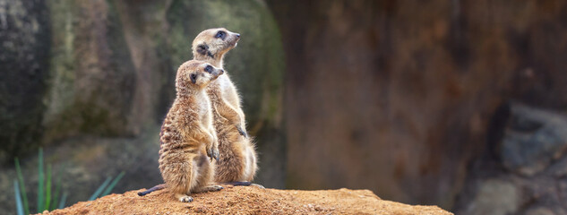 Two curious meerkats stand on their hind legs on a sandy hill and look away.