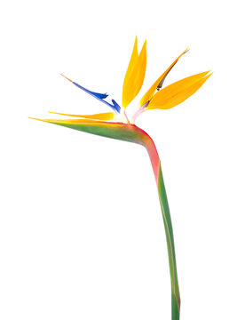 Strelitzia flower isolated on transparent. 