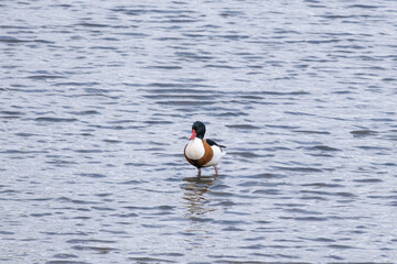 Shelduck bird wading in a lake 