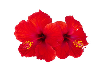 Set of tropical hibiscus flowers. Isolated on white. High quality photo.