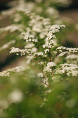 Fototapeta premium flowers in spring
