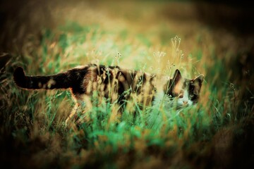Cat eats fresh grass in the summer garden. Cats behavior