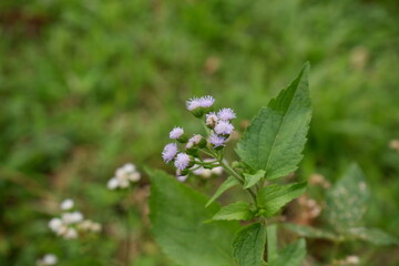 Purple Ageratum houstonianum flower in the garden