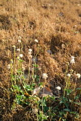Dry dandelion on dry lawn with dried grass, concept of drought