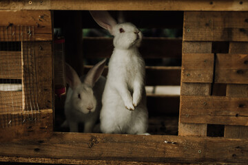 2 cute rabbits standing on straw bedding with light shade at the farm. Farming animals beg for food.