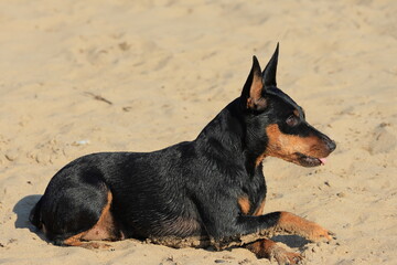 portrait of a black dog