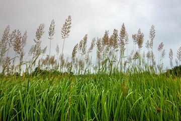 Meadow grasses and natural ears of grass against the sky on a summer day