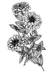 Vector illustration of zinnia flower in engraving style - obrazy, fototapety, plakaty