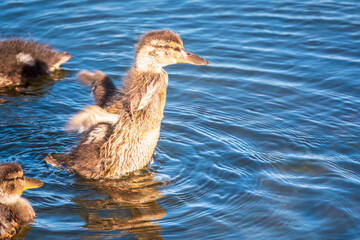 Cute little duckling swimming alone in a lake or river with calm water