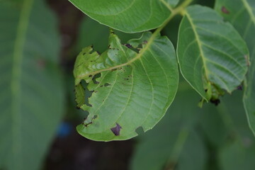 water drops on a leaf