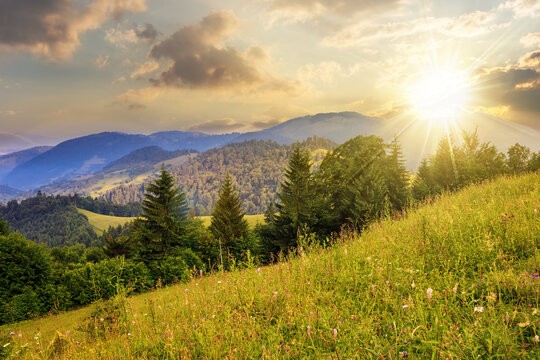 meadow with coniferous trees on the hillside at sunset. beautiful countryside scenery in evening light