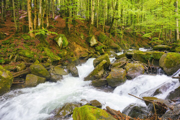 stream in the among trees. spring countryside scenery in beech forest. beauty in nature