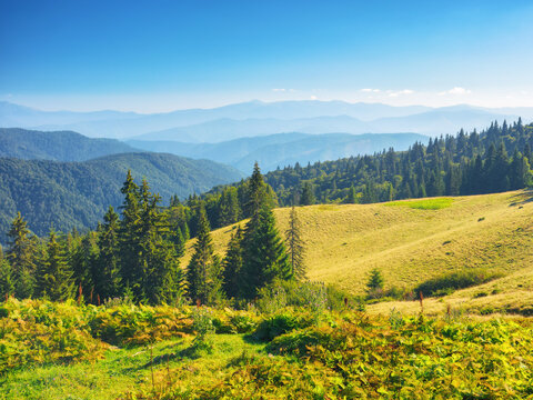 carpathian chornohora mountain ridge in summer. steep forested slopes. bright sunny weather. green grassy alpine meadows